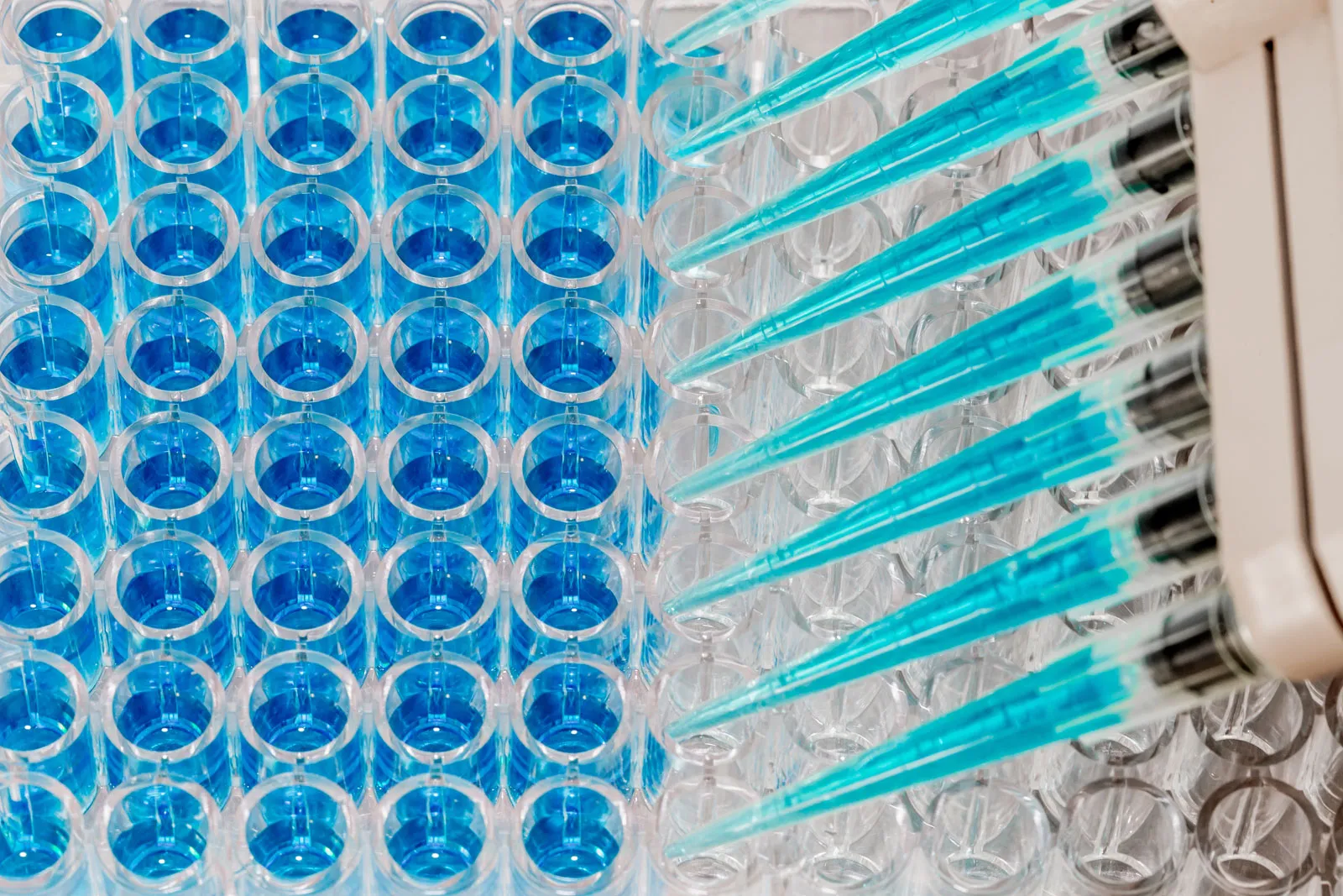 ELISA Assay