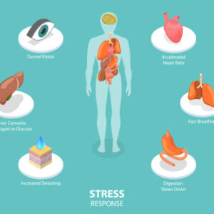 Stress, Diet, and Heart Function