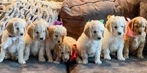 Mini Golden Retrievers for Sale